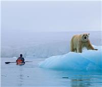 دب قطبي يهاجم سائحة فرنسية في أرخبيل سفالبارد