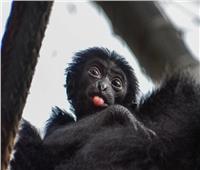 حديقة حيوان أمريكية تعلن عن فتح مزاد لتسمية مولود قرد سيامانج   