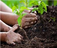 «مدبولي» يعلن بدء العمل في المبادرة الرئاسية لزراعة 100 مليون شجرة