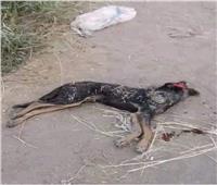 «صحة الغربية»: استقرار حالة المصابين بعقر كلب ضال بقطور