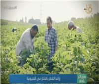 لأول مرة .. زراعة القطن بالشتل في طوخ بـ محافظة القليوبية | فيديو 