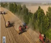 شاهد| تراجع جديد في أسعار القمح بسبب الشحنات الأوكرانية