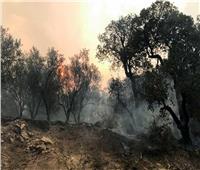 تونس تُعلن السيطرة على حرائق الغابات بنسبة 80%