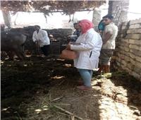 الزراعة: تحصين 4.3 مليون رأس ماشية ضد مرضى الحمي القلاعية بالمحافظات