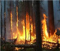 إخماد 52 حريقًا في الغابات بروسيا خلال 24 ساعة 