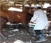 تحصين 389.5 ألف رأس ماشية ضد الحمي القلاعية بالشرقية