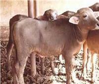 الزراعة: «4.7 مليون جرعة» ضد مرضى الحمي القلاعية والوادي المتصدع لحماية الثروة الحيوانية