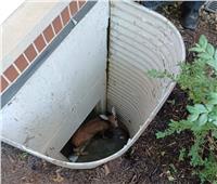 فريق أمني يفقذ «غزال» سقط في بئر داخل منزل بولاية إلينوي الأمريكية   