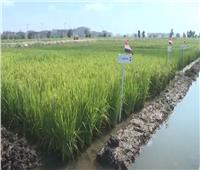 الزراعة: تحديد 150 نقطة لاستلام أرز الشعير من المزارعين| فيديو