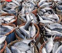 خبيرة بالثروة السمكية: الأسماك الكبيرة معرضة للخطر نتيجة تغير المناخ | فيديو 