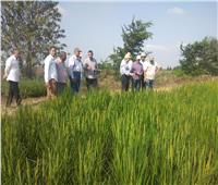 الزراعة: متابعة البرامج البحثية لمحصولي الأرز والذرة