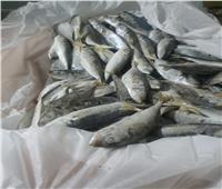 ضبط 10طن أسماك غير صالحة في حملة للطب البيطري بالإسماعيلية 