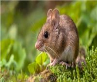اكتشاف فيروس تورامي جديد يصيب الفئران في الصين