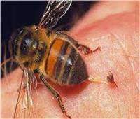 أستاذ السموم بطب عين شمس: لدغة النحل من الممكن أن تؤدي للوفاة| فيديو