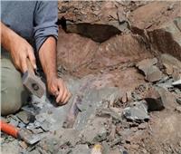  تسبق الديناصورات.. العثور على أحفورة حيوان مجهول عمرها 50 مليون سنة