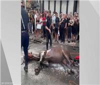 شاهد| الأحصنة في نيويورك تتعرض للتعنيف .. وحقوق الحيوان تحتج 