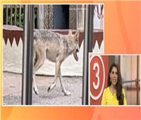 هروب ذئب من حديقة حيوان أوهايو وإعادته قبل وقوع اصابات |فيديو  
