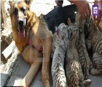 «رفضتهم أمهم».. كلبة ترضع 4 أشبال من النمور |فيديو   