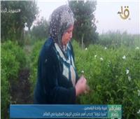 قرية برائحة الياسمين.. "شبرا بلولة" إحدى منتجي الزيوت العطرية في العالم |فيديو 