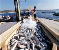 هيئة الثروة السمكية: بحيرة المنزلة لو حصلت على فترة راحة تنتج 120 ألف طن