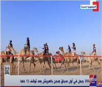 حماة الوطن: سباق الهجن يعود بكل قوة في العريش| فيديو