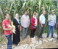 زراعة الدقهلية تنظم «يوم حقل» لحصاد محصول الذرة الشامية 