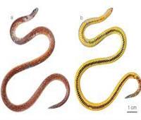 العثور على 3 أنواع غير معروفة للثعابين في جبال الإكوادور