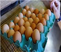  منافذ الزراعة تطرح طبق البيض بأسعار أقل من السوق 25%