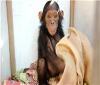 اختطاف 3 صغار «شمبانزي» والمطالبة بفدية 