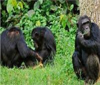 بعد اختطاف 3 قرود.. فدية للشمبانزي