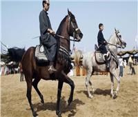 انطلاق فعاليات مهرجان الخيول العربية بالشرقية الخميس المقبل