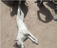 ضبط المتهمين بربط «كلب» في توك توك وسحله حتى الموت بالمعادي