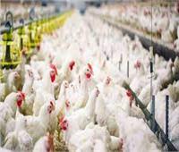 هولندا تعتزم إعدام 201 ألف دجاجة لاحتواء تفشي إنفلونزا الطيور