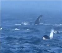 صفعات وصراخ.. فيديو لمعركة نادرة بين نوعين من الحيتان