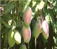 تقرير عن «محصول المانجو» هذا العام |فيديو