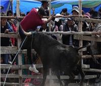 احتفال بأكبر مهرجان لمصارعة الثيران في بوليفيا | فيديو