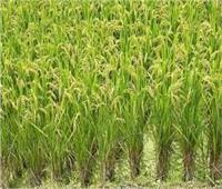 إستمرار  توريد محصول الأرز لمواقع التجميع  بالشرقية