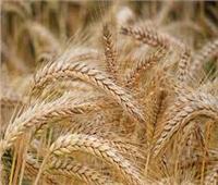 زراعة النواب: قرض بقيمة 500 مليون دولار لدعم وضمان توفير القمح