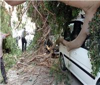 أعاقت المرور وأتلفت سيارة.. سقوط شجرة ضخمة في الإسكندرية| صور 
