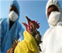 فرنسا تذبح أكثر من 300 ألف طائر منذ أغسطس بسبب أنفلونزا الطيور