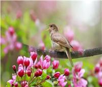 دراسة: أصوات الطيور يمكن أن تقلل من القلق