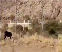 حقيقة ظهور«مخلوق غريب» في أحد المنتزهات بالسعودية| فيديو