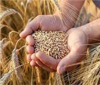 «الحبوب السعودية» تصرف 22.57 مليون ريال سعودي لـ «مزارعي القمح»