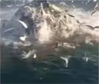 عجائب عالم البحار.. الحوت الأحدب الطائر مفاجأة في رحلة صيد 
