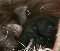 ولادة سلالة نادرة من القرود المهددة بالانقراض في بريطانيا  