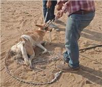 «بيجري ورا العيال».. ضبط المتهمين بتعذيب «كلب» حتى الموت بالقاهرة