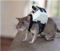  «أبوبو» فئران في مهمة رسمية 