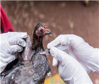 بريطانيا: فرض حجر صحي على مزارع الدواجن بسبب إنفلونزا الطيور
