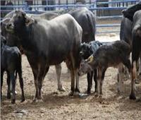 «البحوث الزراعية» ينظم دورة تدريبية عن تغذية ماشية اللبن