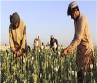 الأمم المتحدة: زراعة الأفيون تتضاعف بأفغانسان رغم حظر «طالبان»